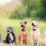 come scegliere un cane
