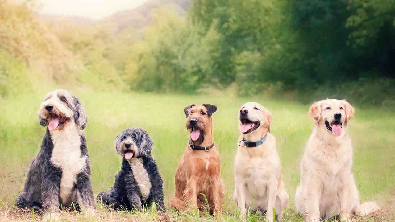 come scegliere un cane