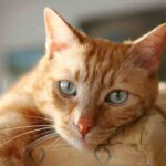 pipi fuori dalla lettiera