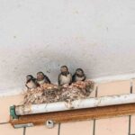 piccioni sul balcone