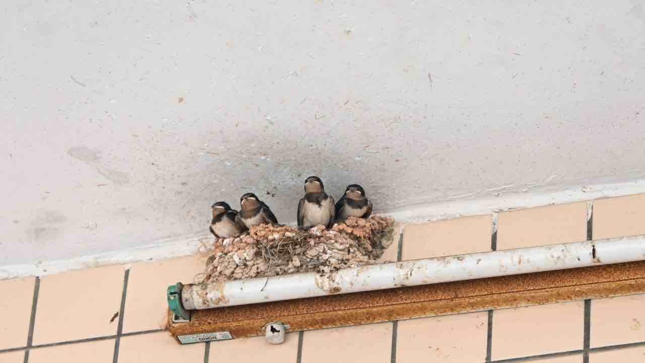 piccioni sul balcone