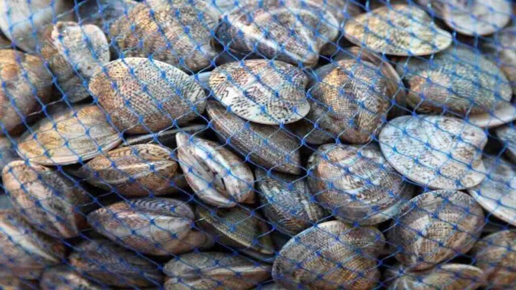 frutti di mare