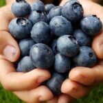 Mirtilli per la circolazione sanguigna - Pourfemme.it