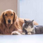 cane alimentazione