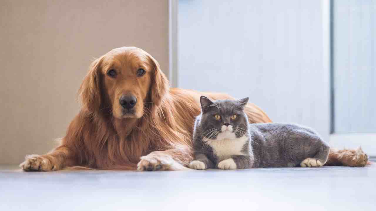 cane alimentazione