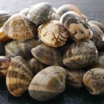 vongole fresche