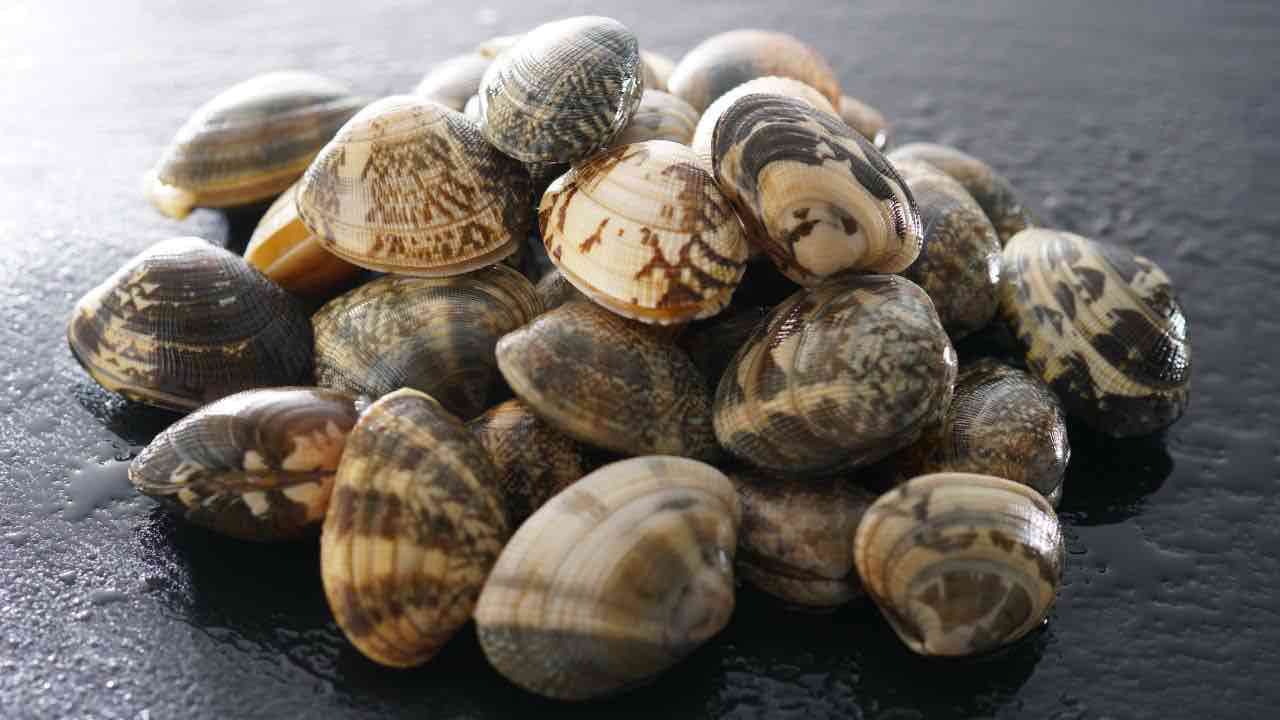 vongole fresche