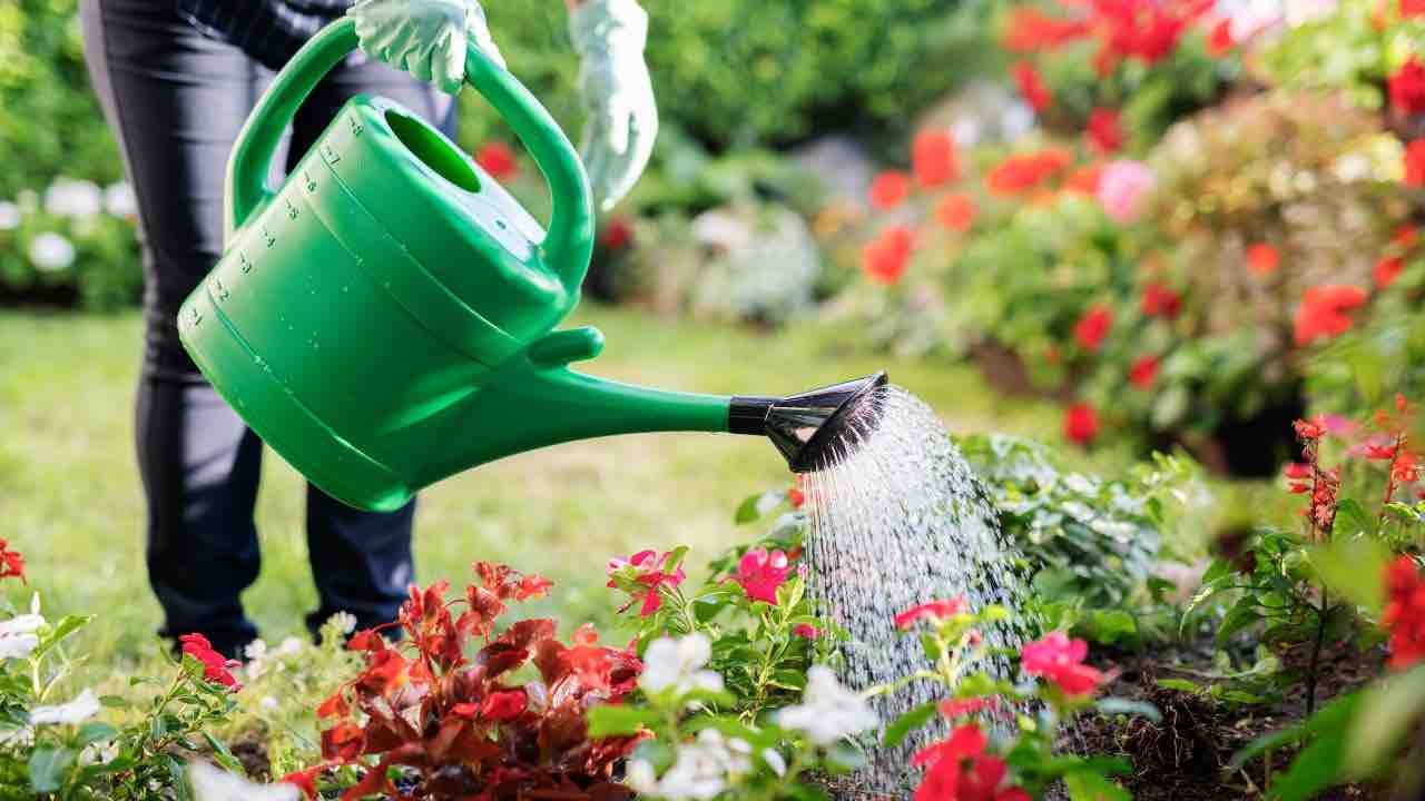 annaffiare piante