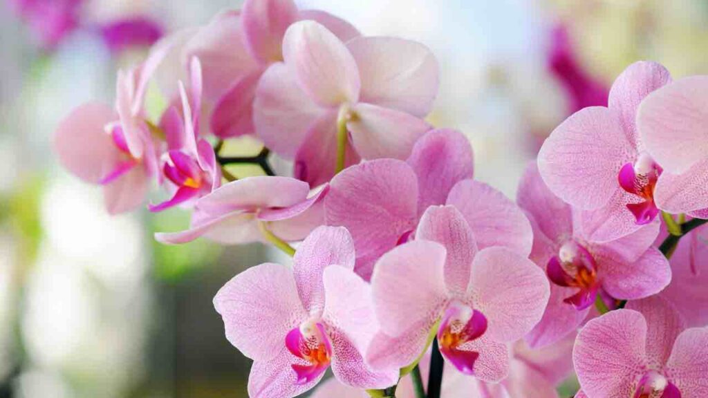 orchidea zucchero
