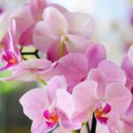 orchidea zucchero