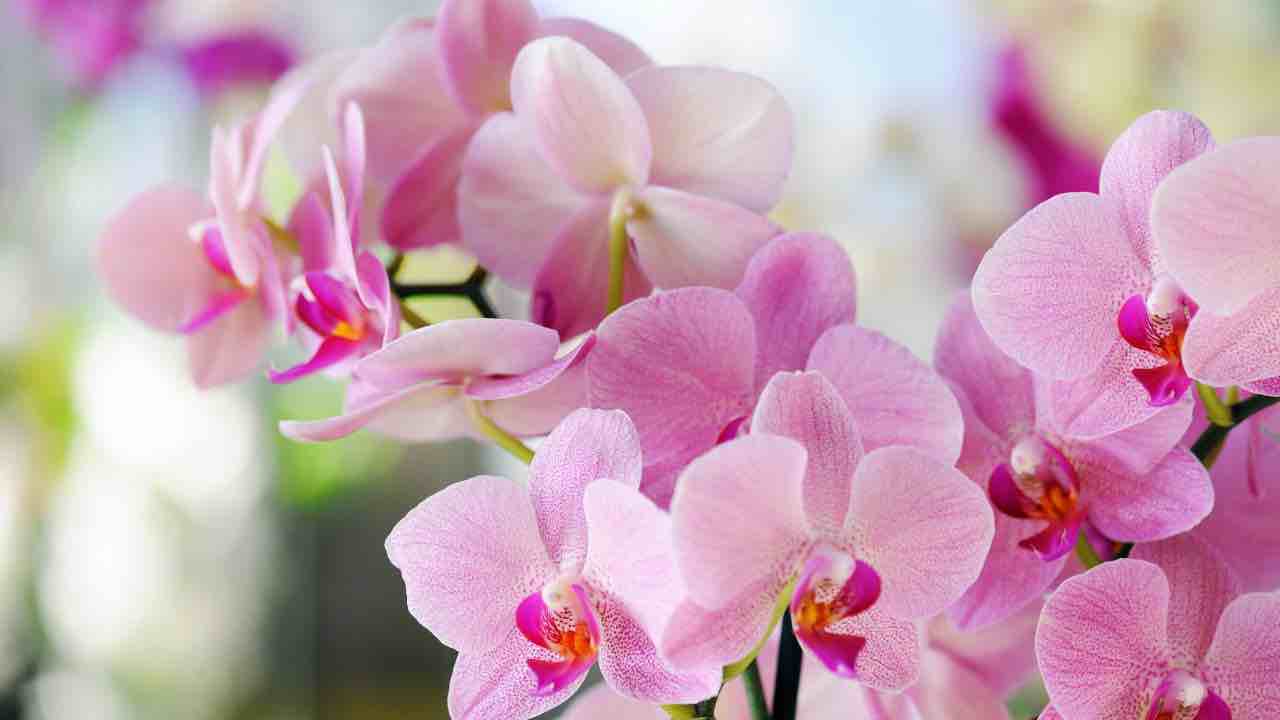 orchidea zucchero
