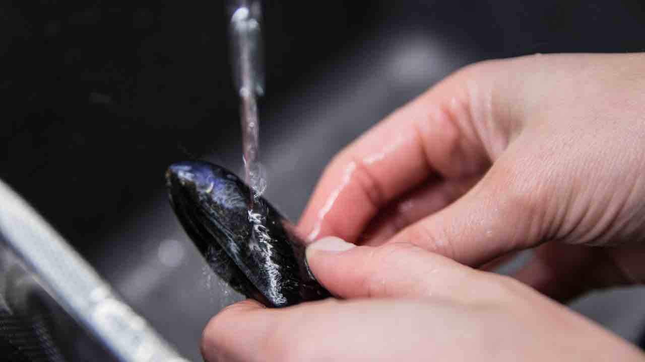cozze pulite
