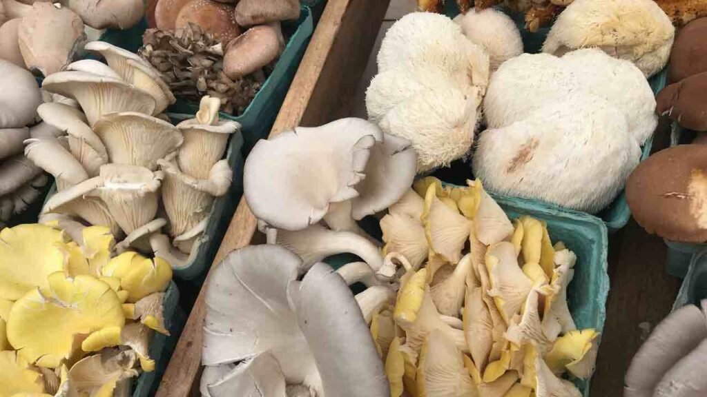 funghi porcini in sicurezza