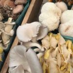 funghi porcini in sicurezza