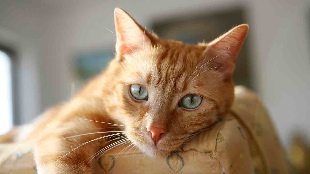 gatto dispettoso