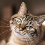 festa del gatto