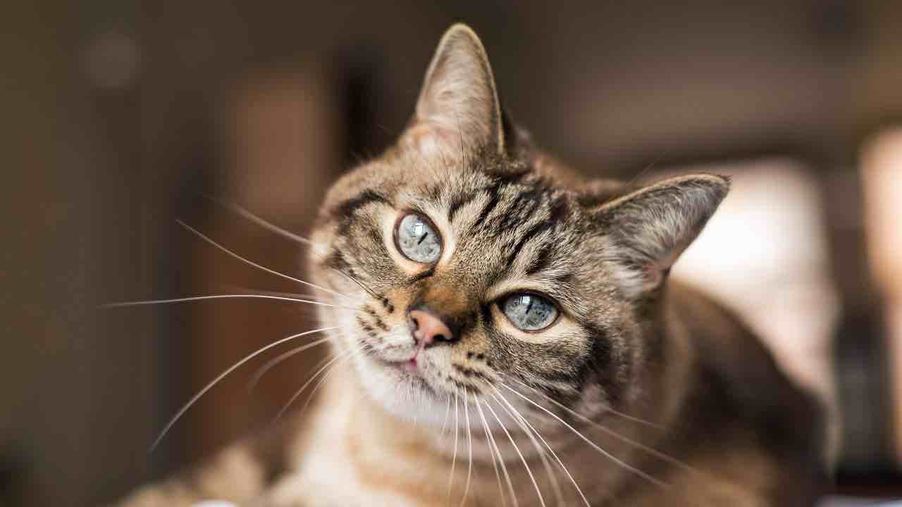 festa del gatto
