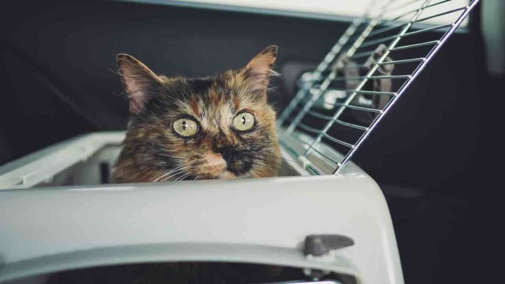 gatto in auto
