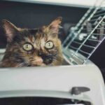 gatto in auto
