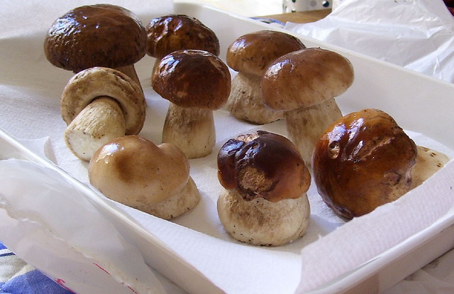 5 primi piatti con i funghi porcini: le ricette migliori