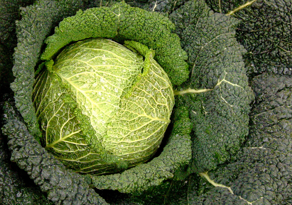 Ricette con la verza in padella o stufata