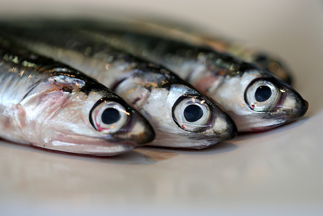 Come capire se il pesce è fresco: una guida per l’acquisto