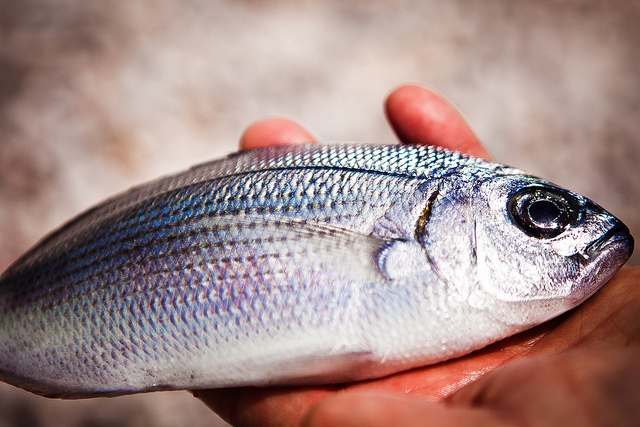 Come squamare il pesce facilmente