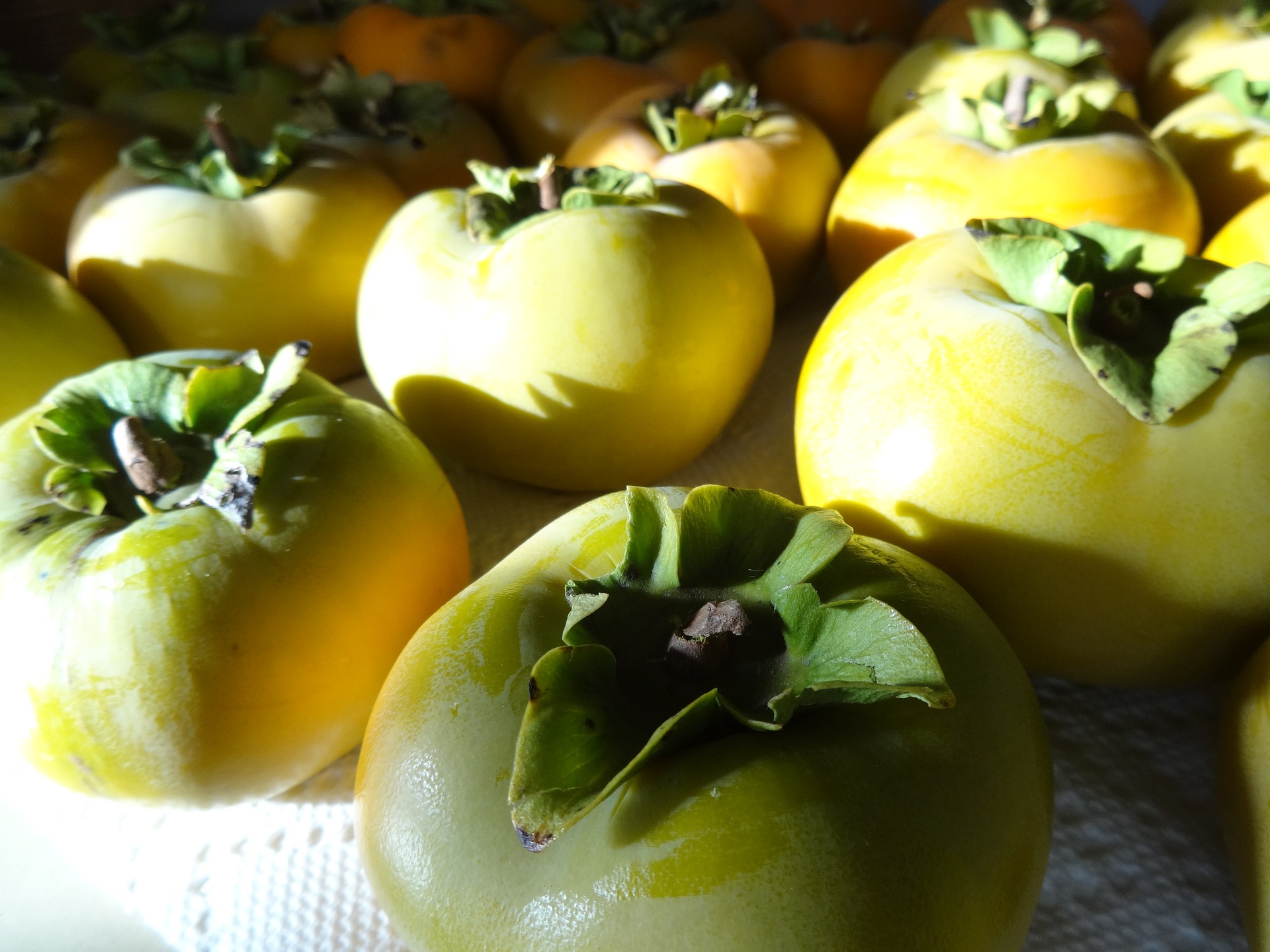 cachi sott olio