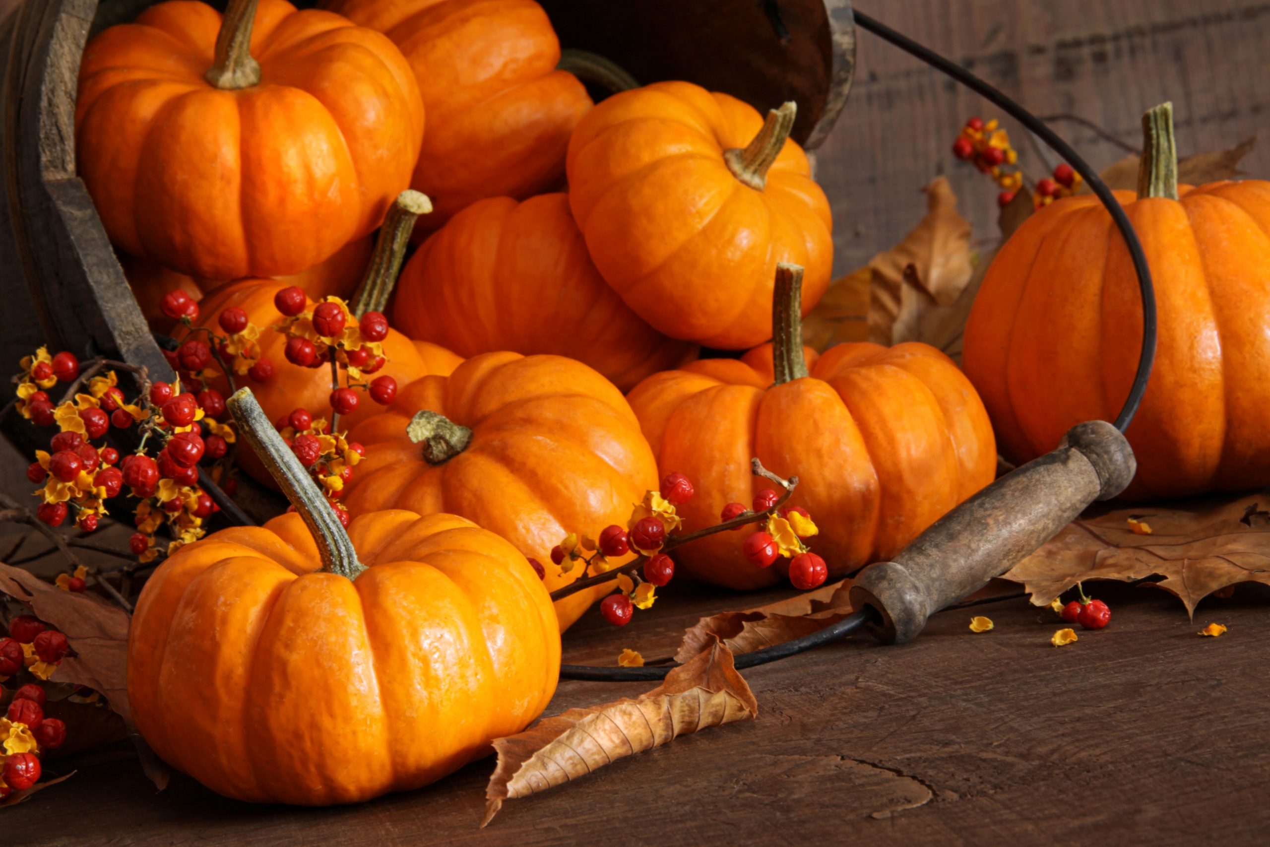 conosci i segreti della zucca