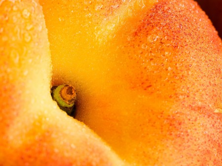 crema di albicocche