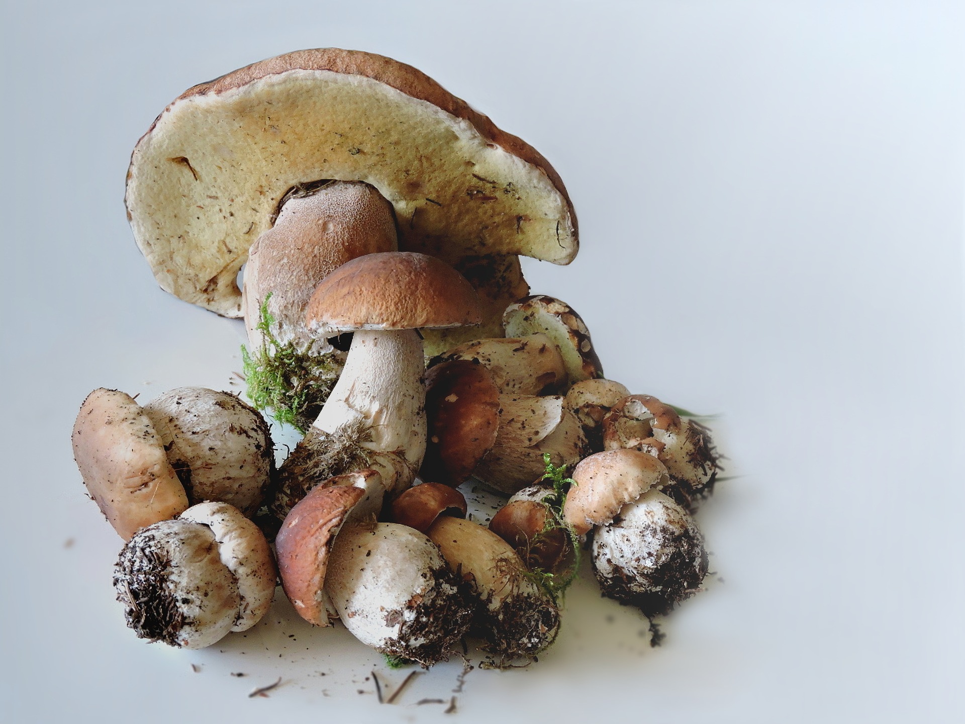 funghi_porcini_sotto_olio