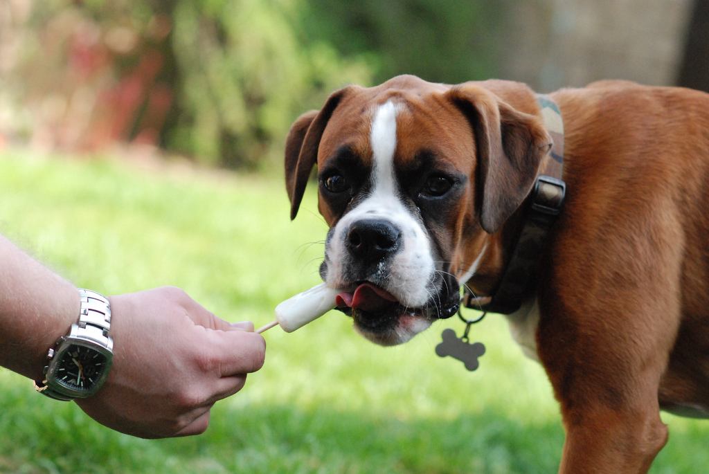 ricetta gelati e ghiaccioli per cani