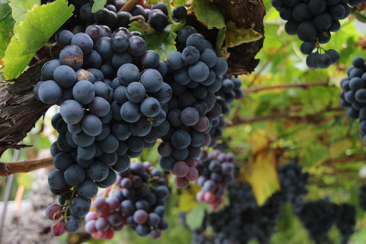 #DEVA_ALT_TEXT# ricette con l'uva