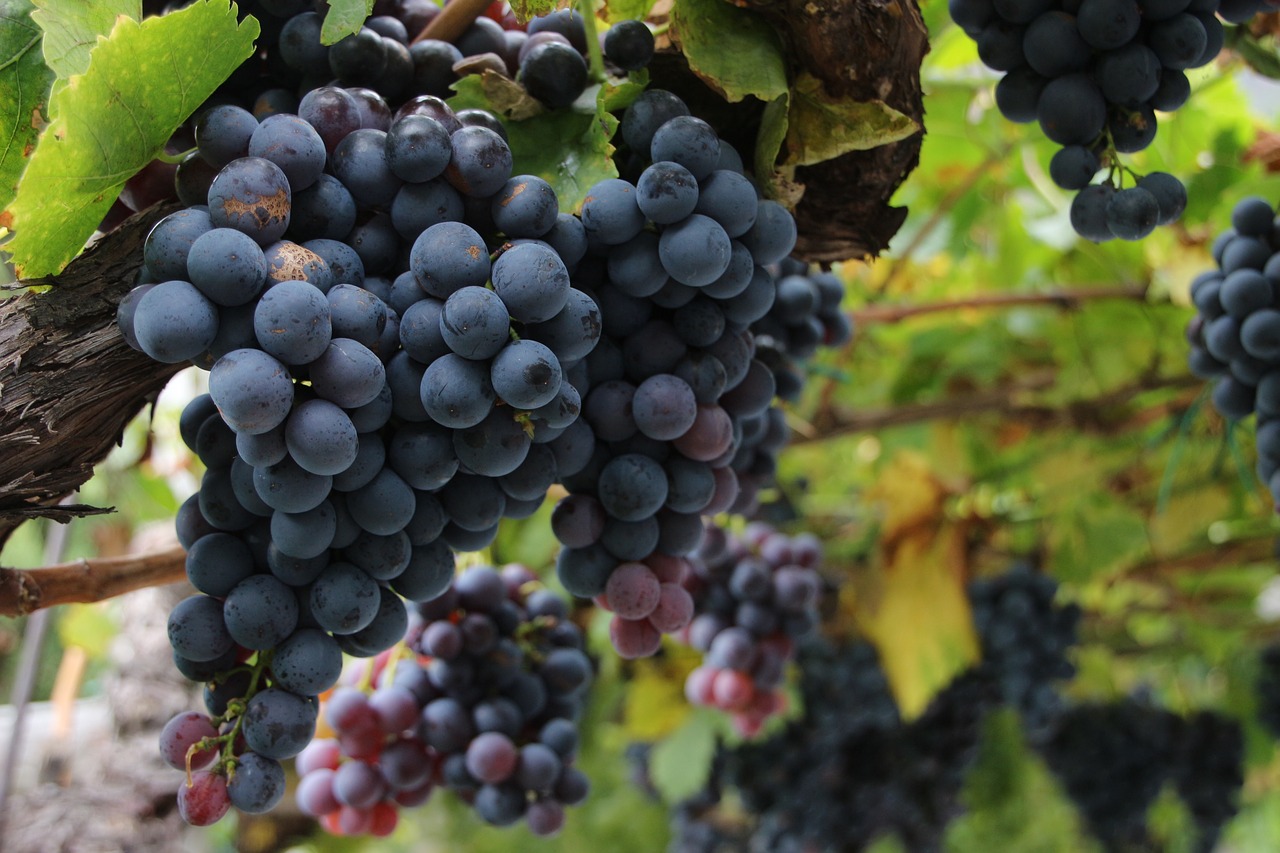 Ricette con l’uva: le 12 più buone