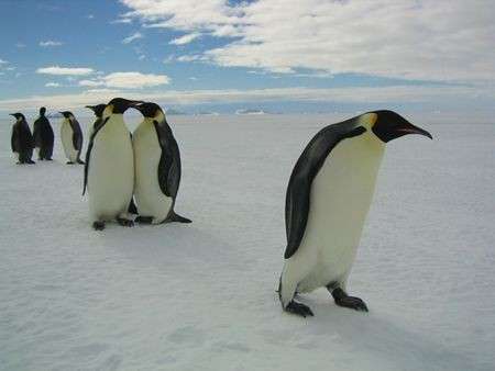 Pinguini