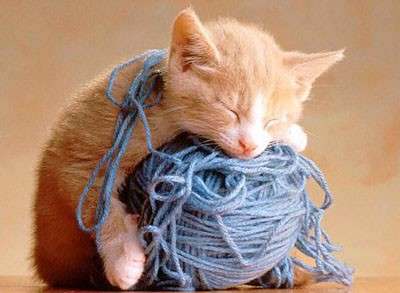 gatto