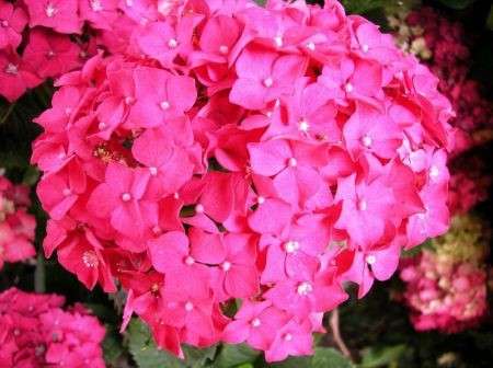 ortensia rosa