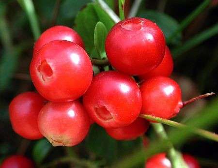 Mirtillo Rosso