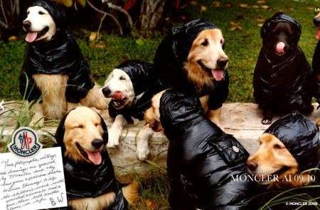 piumini per cani moncler