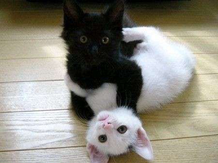 gatti