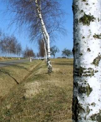 betulla albero