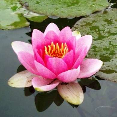 ninfea fucsia