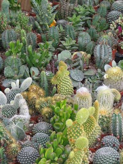 piante grasse