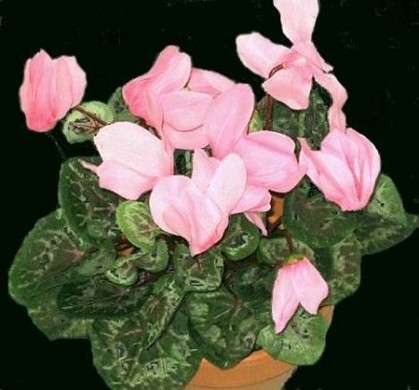 ciclamino rosa