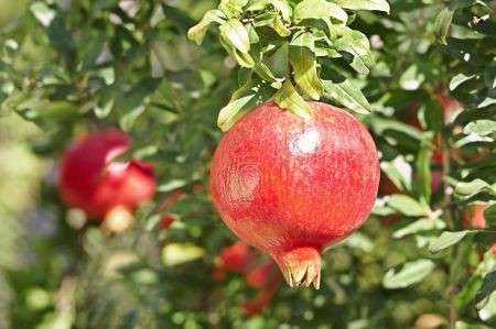 frutto