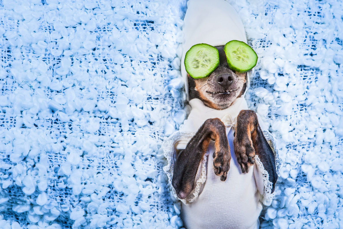 Cagnolino con cetrioli sugli occhi