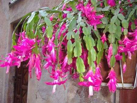 Cactus Di Natale.Come Curare Le Piante Il Cactus Di Natale Pourfemme