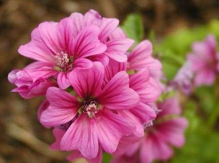 malva rimedi naturali