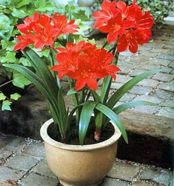 vallota vaso