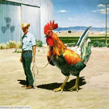 coq geant